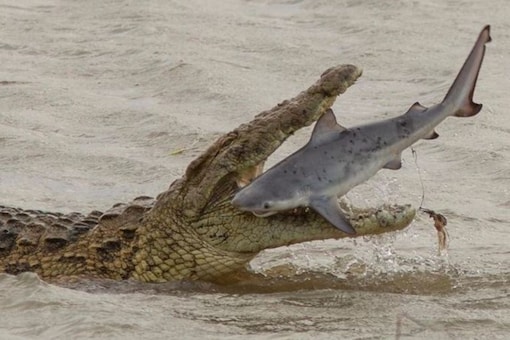 Australian Photographer's Incredible Capture Shows Nile Crocodile ...