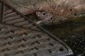 Oh Rats! Seized Illicit Liquor Disappears from Police Station in UP, Cops Blame it on Rodents