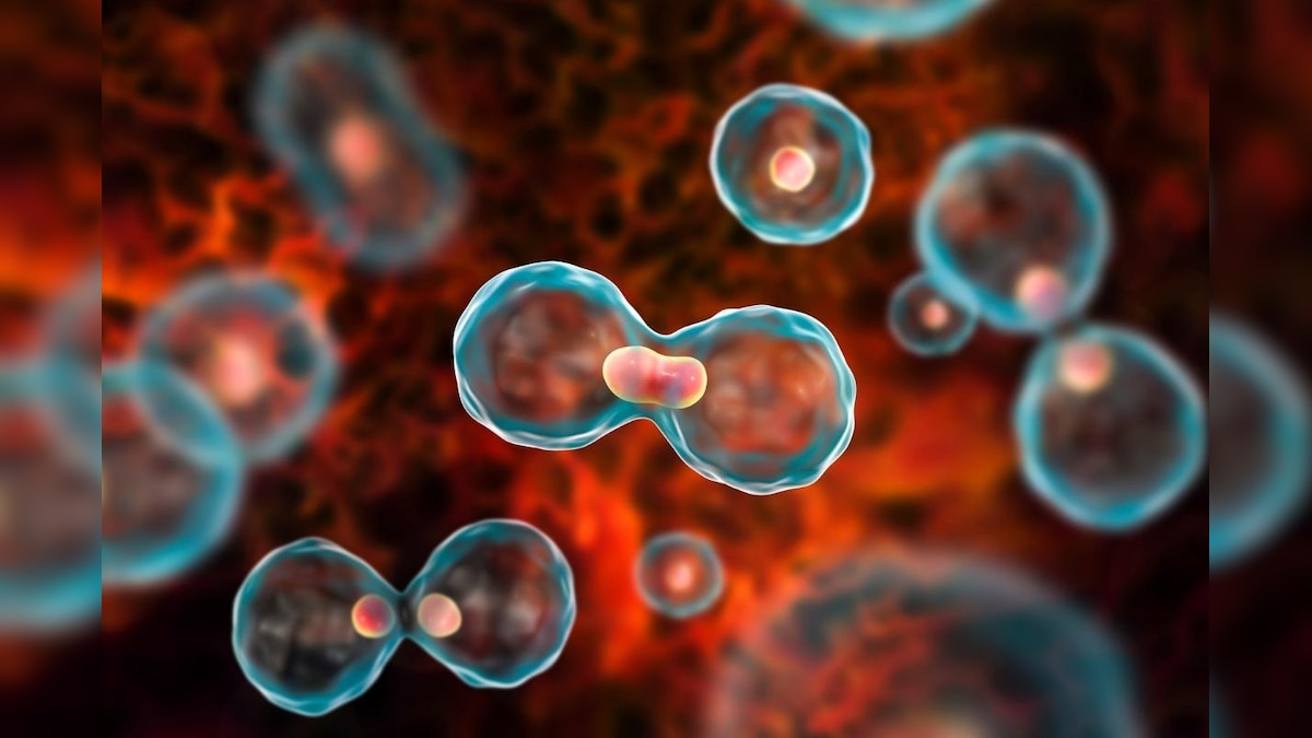 Scientists Have Engineered a Synthetic Life Form to Mimic Natural Cell Division