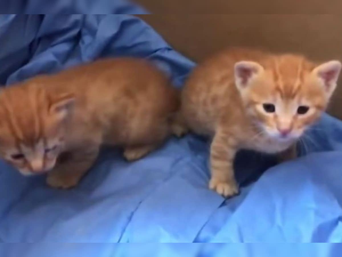 Watch Cat Walking Into A Hospital Carrying Her Sick Kitten Is Making Netizens Emotional Watch Cat Walking Into A Hospital Carrying Her Sick Kitten Is Making Netizens Emotional