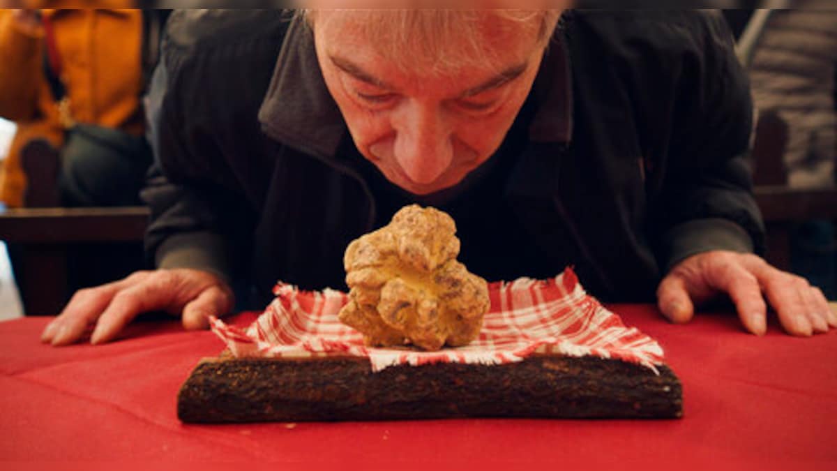 Review In 'Truffle Hunters,' An Enchanting But Beset World