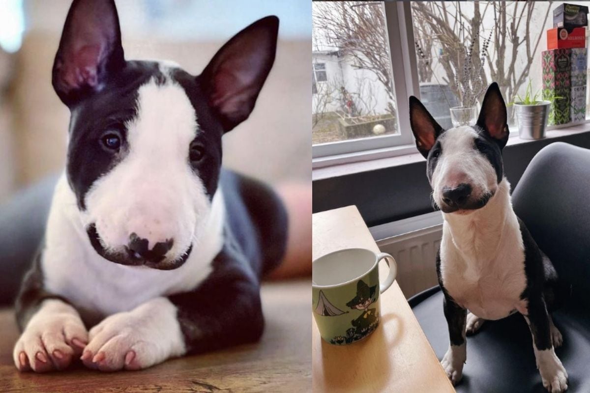 This Bull Terrier Puppy with 'Moustache' Like Agatha Christie's Poirot