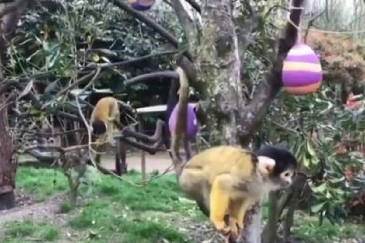 London Zoo in Lockdown Shall we Meerkats and Monkeys Move on Easter Egg Hunt