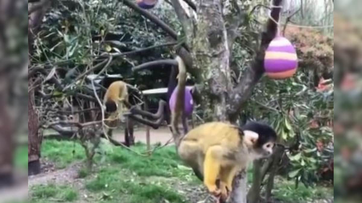 London Zoo in Lockdown Lets Meerkats and Monkeys Go on Easter Egg Hunt