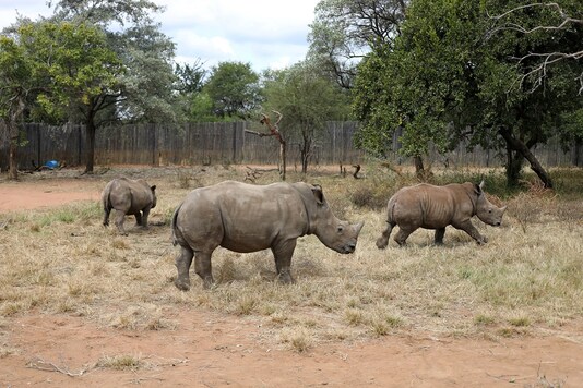 Rhinos are seen at the Limpopo province in South Africa. 

REUTERS/Siphiwe Sibeko 