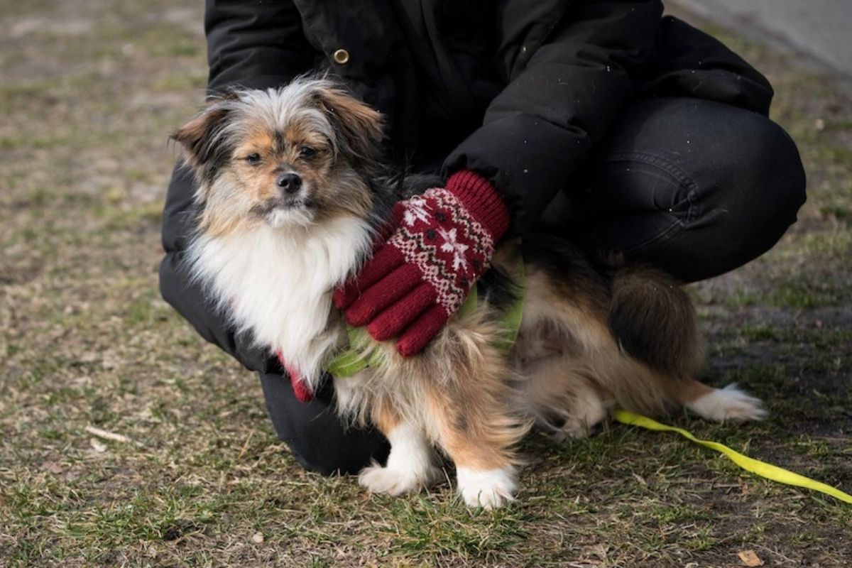 Germany Sees Huge Surge in Pet Adoption During Pandemic as People Try