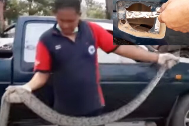 2 metre long python rescued | Image credit: YouTube