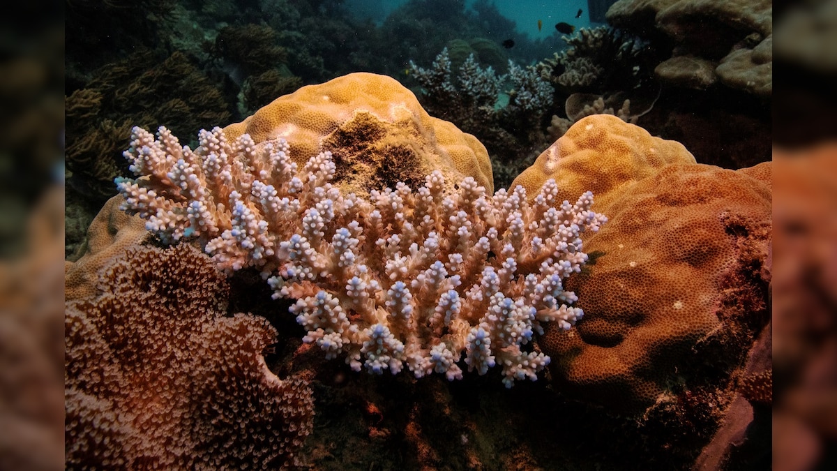 Great Barrier Reef Doomed? Global Warming Has Put 99 Percent of Coral