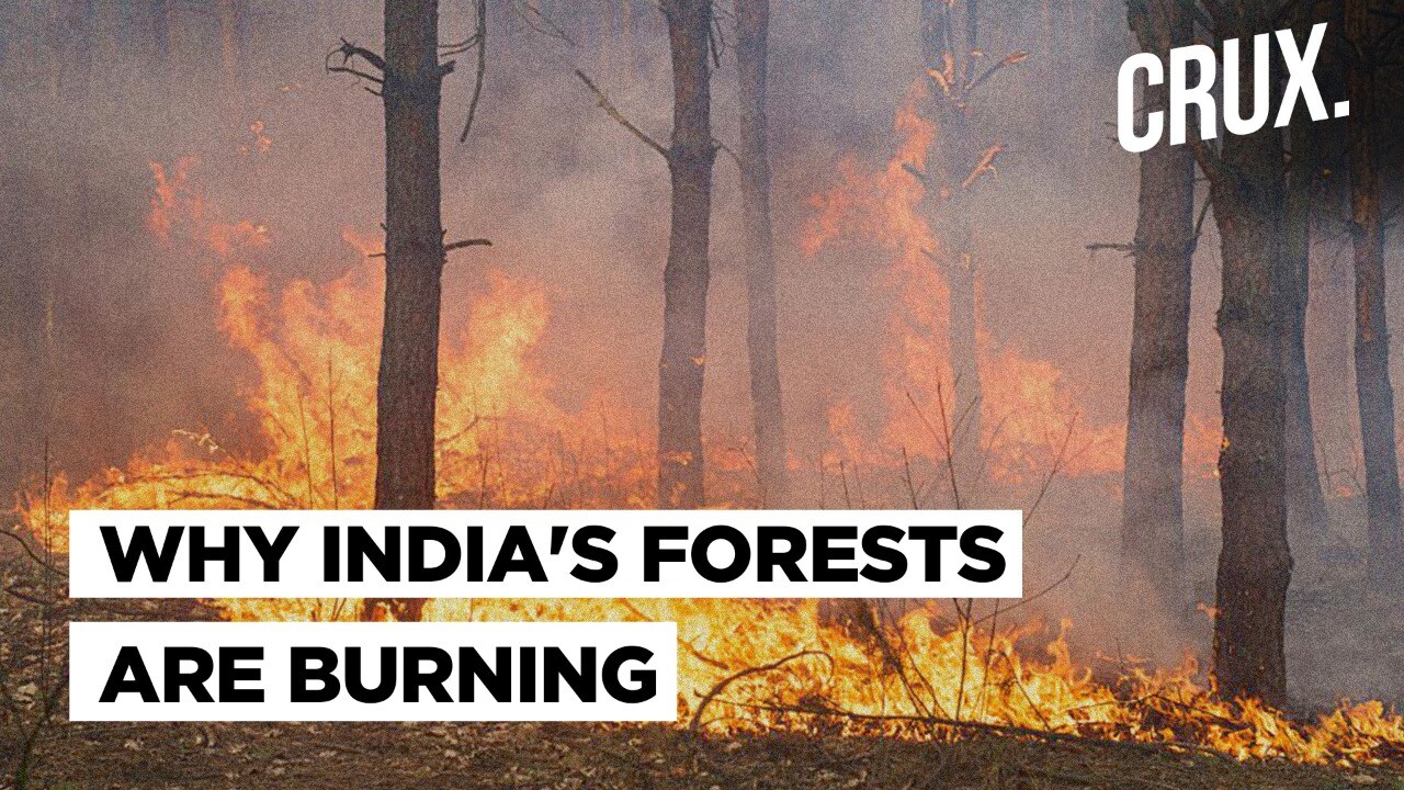 Uttarakhand is Burning Why Is India Witnessing So Many Forest Fires