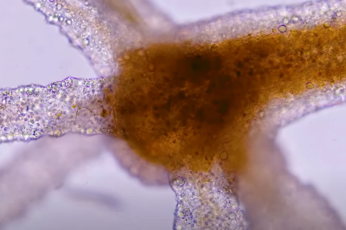 Science Behind Perfect Somersault by Tiny Freshwater Animal 'Hydra