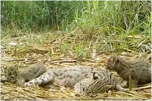 A family of fishing cats | Image credit: Twitter