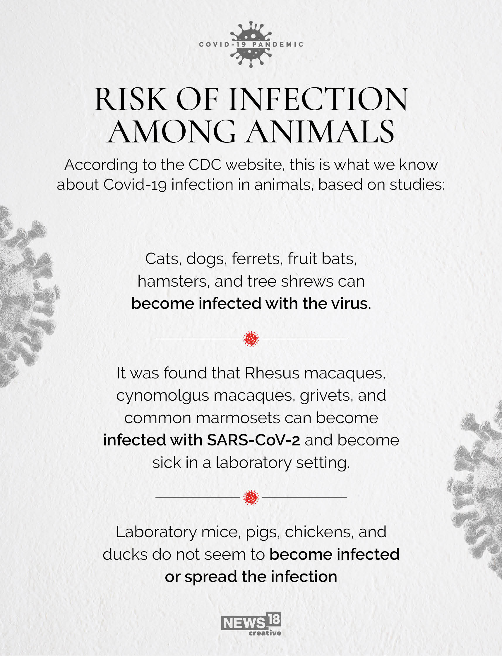 The Coronavirus Risk for Animals: Infection Threat, Social Distancing ...