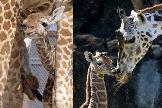 In this photo provided by Zoo Miami, an unnamed male calf, born on Friday, April 2, 2021, walks with his mother at the zoo on Monday. (AP)