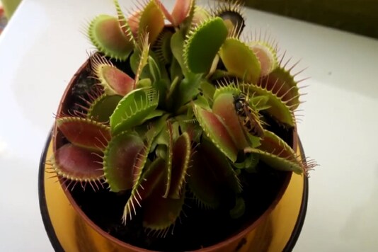 The spikes at the rims of the plant's traps act as a cage for the prey so that they cannot escape. (Credit: reddit)