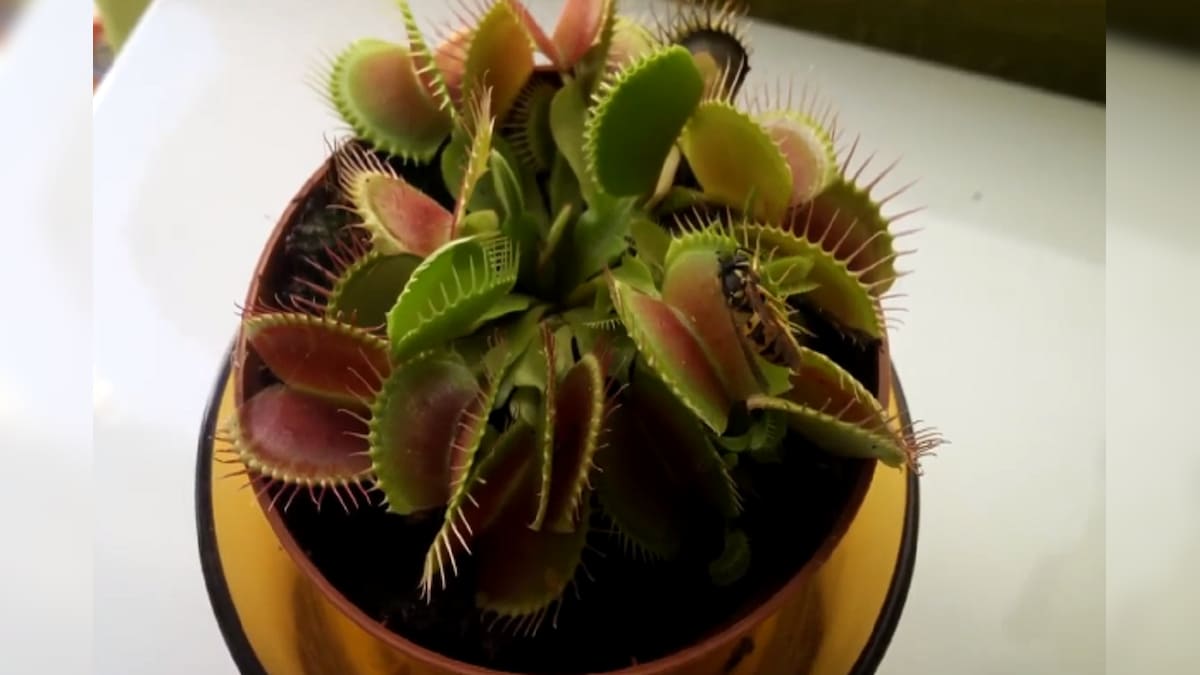 'Escaping? Not so Fast!': Oddly Satisfying Video of Venus Flytrap Catching a Wasp is Going Viral