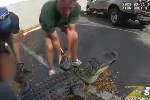 Video grab of an enormous-sized alligator being rescued from under a car in Florida.
(Credit: Facebook)