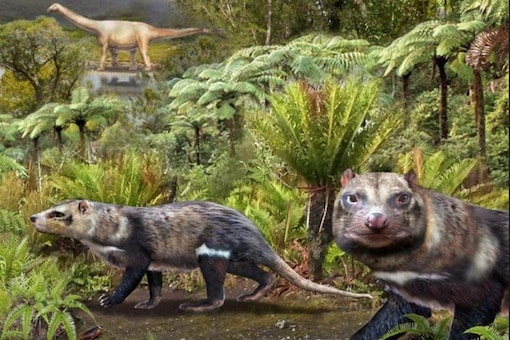 Chilean Scientists Have Found Fossil of a Skunk-Like Mammal That Lived  Among Dinosaurs
