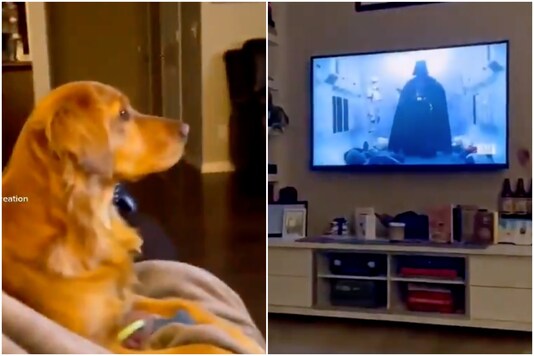 Puppy's Reaction after Watching Darth Vader for First Time Goes Viral, Luke Skywalker Says He Can Relate