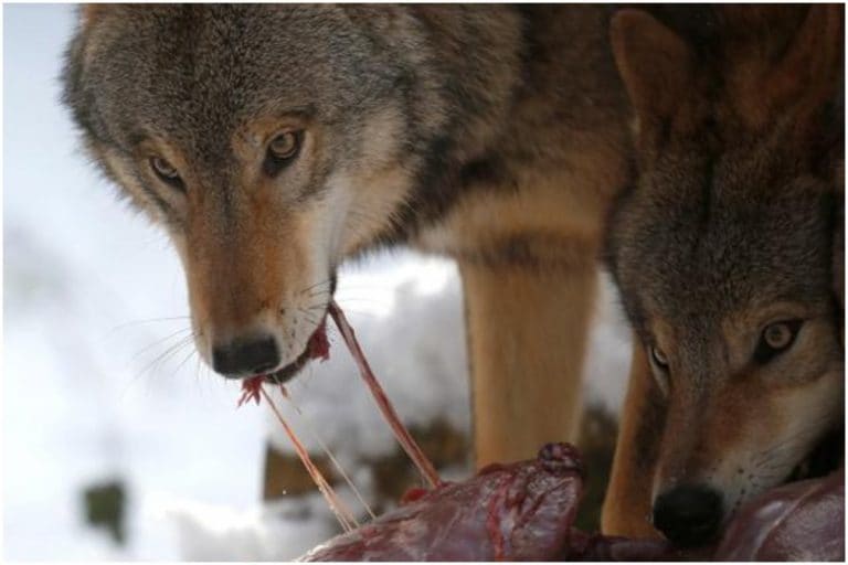 Pack Of Wolves Eat Pet Dog After Owner Drops It In Their Enclosure In Chinese Zoo