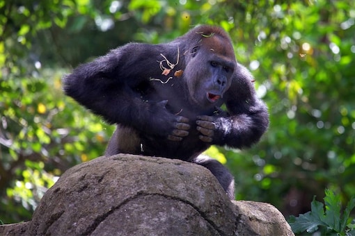 vejr ø lidenskabelig Gorillas Among 200 Threatened Species Endangered by Conflicts, Say  Conservationists