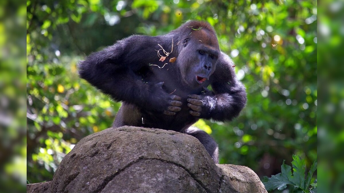 Why Do Male Gorillas Beat Their Chests? To Attract Female Attention, According to Study