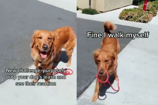 Video grab of dog walking by himself after owner drops his leash.
(Credit: Instagram)