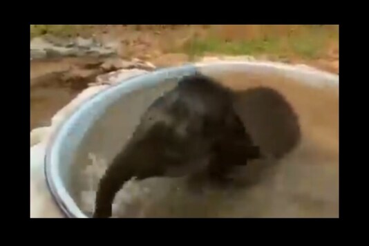 Video grab of elephant calf taking a bath.
(Credit: Twitter)