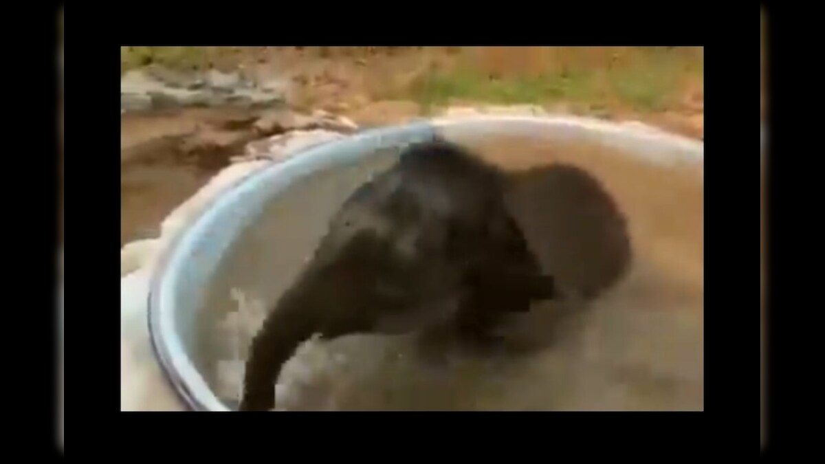 WATCH: Elephant Cub 'Chilling' during a Cool Summer Bath in Viral Video is a Hit Online