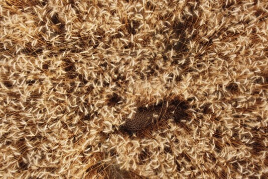 Can you spot the leopard in this viral picture? (Image tweeted by @rameshpandeyifs
)