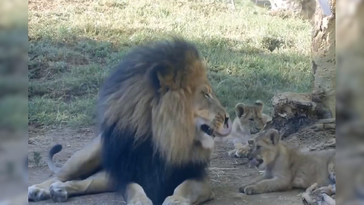 Watch: Lion Cub Annoying Its Dad in Viral Video is Reminding Us of The Perfect 'Mufasa and Simba' Moment