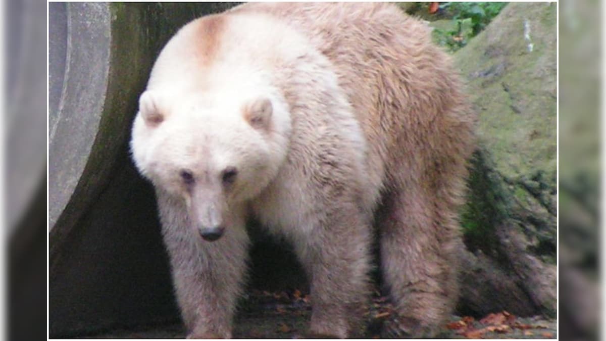 Starving Polar Bears are Mating with Grizzlies and Creating 'Pizzly Bears'  Due to Climate Change