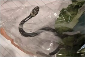 Only in Australia: Woman Shocked to Find Venomous Baby Snake in Bag of Lettuce in Sydney