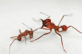 These Indian Jumping Ants Can Shrink their Brains to Take Over as the Queen