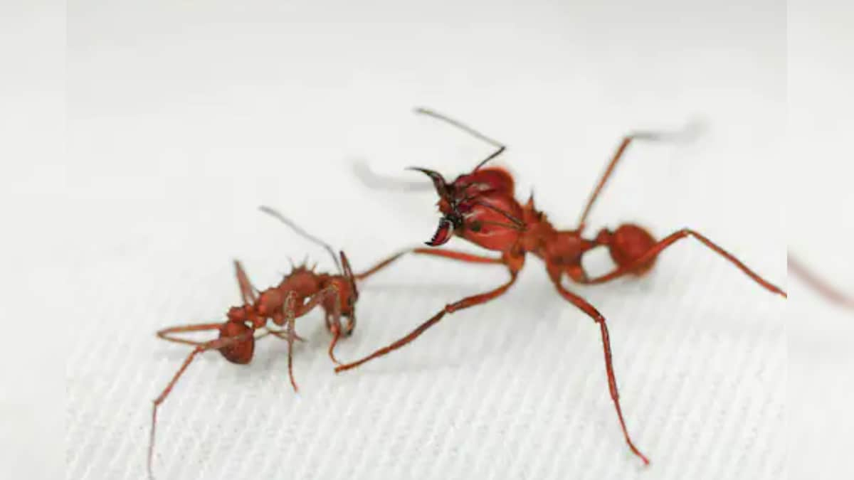 These Indian Jumping Ants Can Shrink their Brains to Take Over as the Queen