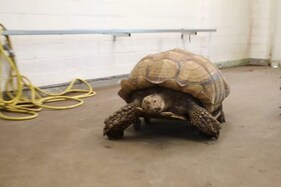 WATCH: Endangered African Tortoise Given Roller Board to Ease Joint Pain in German Zoo