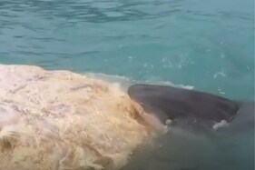 Tiger Sharks Chomp Down on Whale Carcass that Washed Ashore in Hawaii