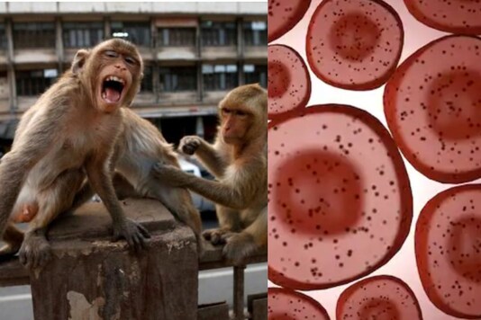 The scientists were able to create a way to allow the monkey embryos to stay alive and grow outside of the body. (Image for representation)