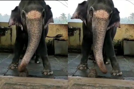 Video grab of elephants dancing.
(Credit: Instagram)