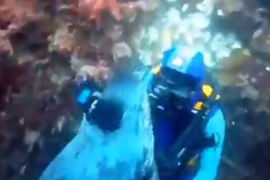 Video grab of seal hugging human. (Credit: Twitter)