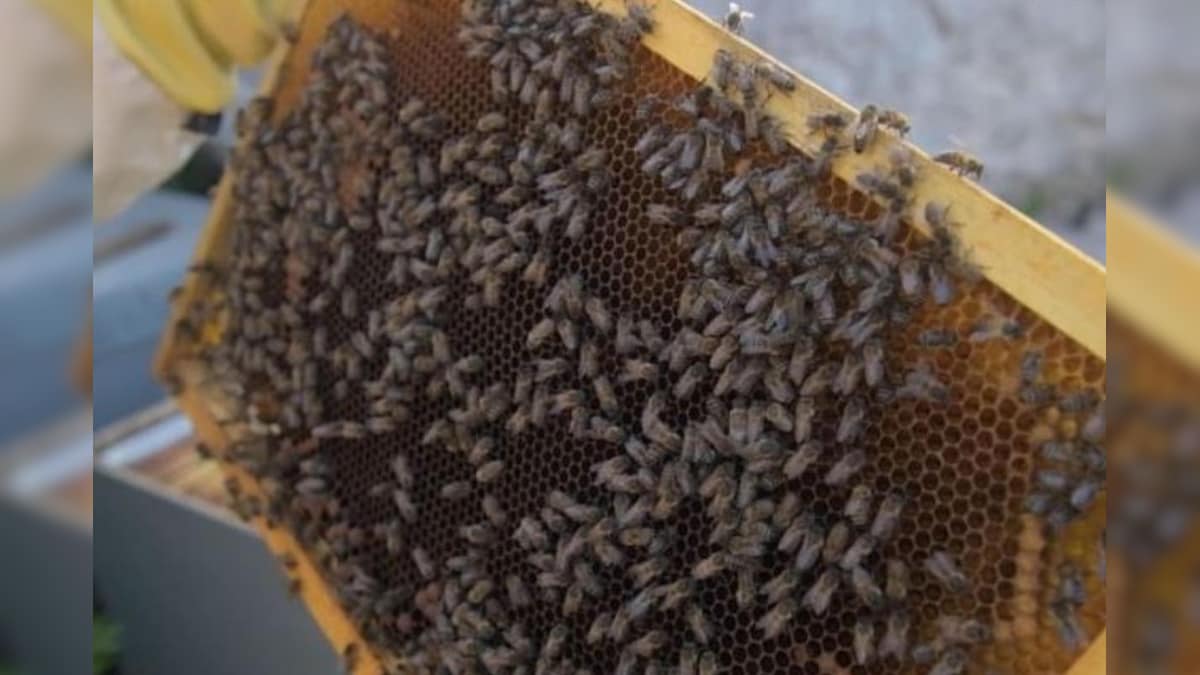 Malta's Sustainable Beekeeping Courses are Aiming to Preserve 1000-year-old Honey Tradition