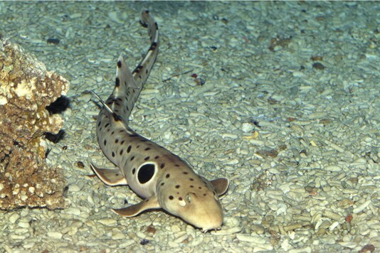 Epaulette sharks. (Image: Shutterstock)
