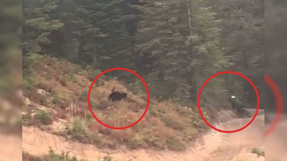 WATCH: Black Bear Chases Biker down the Mountain Roads in Montana ...