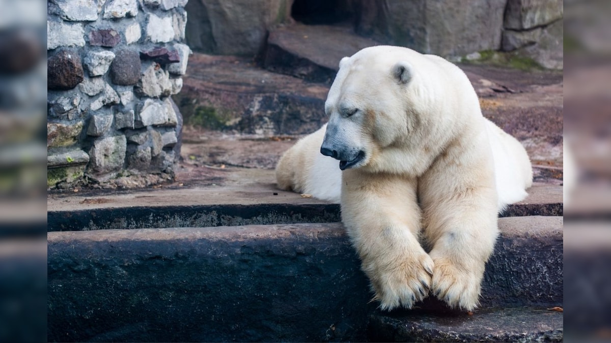 25-year-old Polar Bear Dies After Swallowing Rubber Ball Thrown by Visitor in Russian Zoo