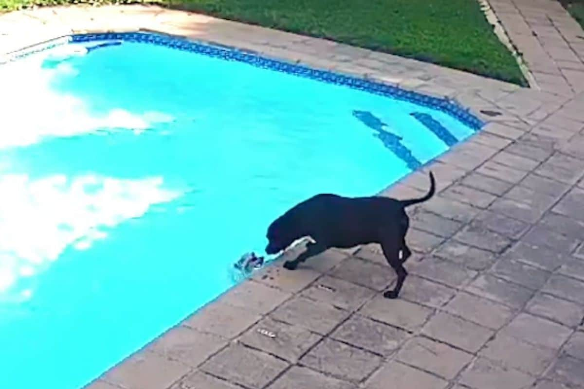 do dogs drown in pools