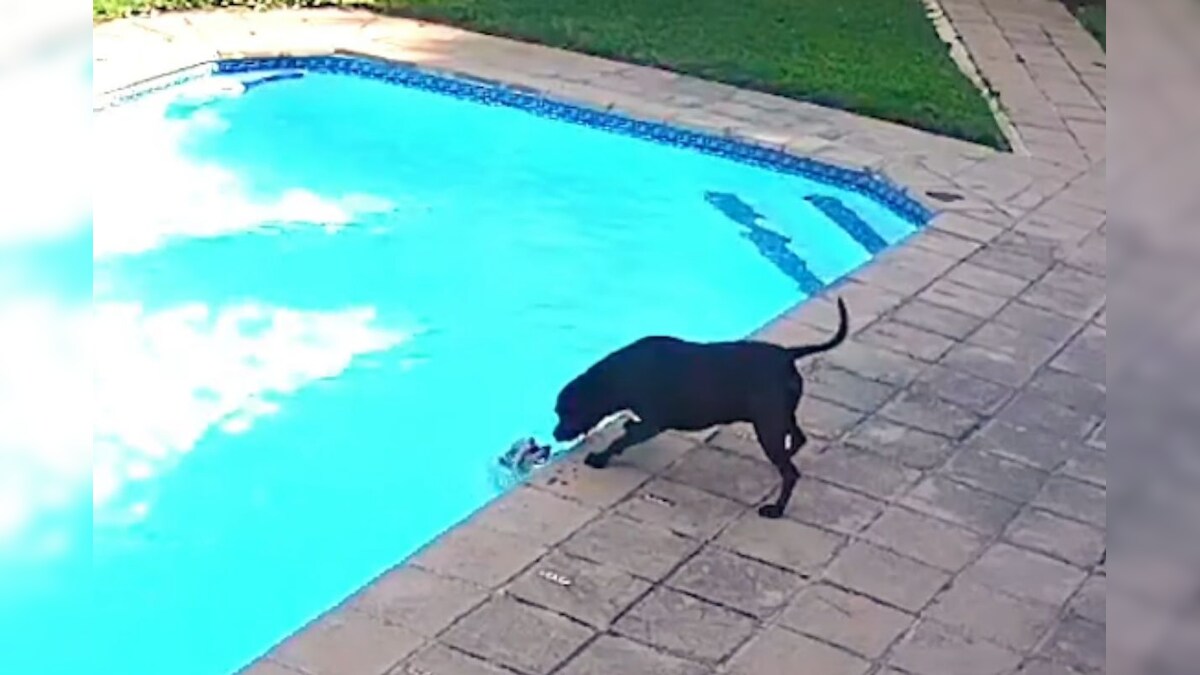 WATCH Dog Saves His Pomeranian Buddy from Drowning in Swimming Pool in