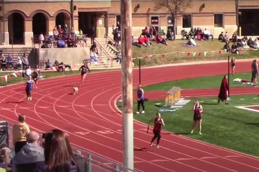 A dog arrived on the track during a relay race.