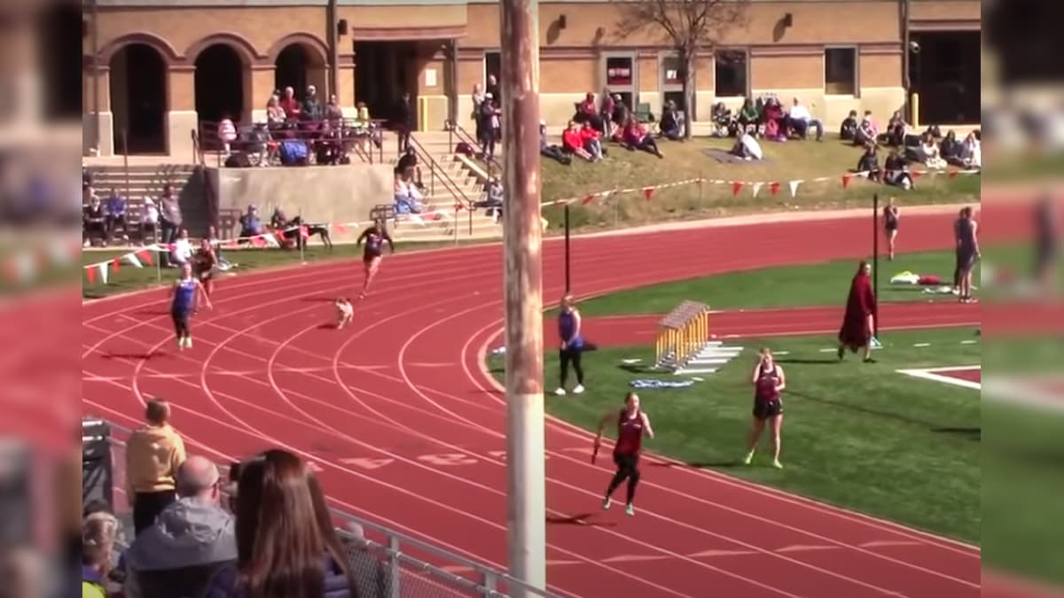 WATCH | Speedy Dog Wins Relay Race at Utah High School Track Meet - News18