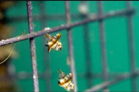 This Underwater Hut in the Mediterranean is Acting as a Natural Nursery for Endangered Fish