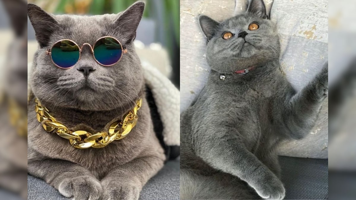 Instagram Beroemde Kat (Instagram, Beroemdheid, Kat) Instagram Beroemde Kat