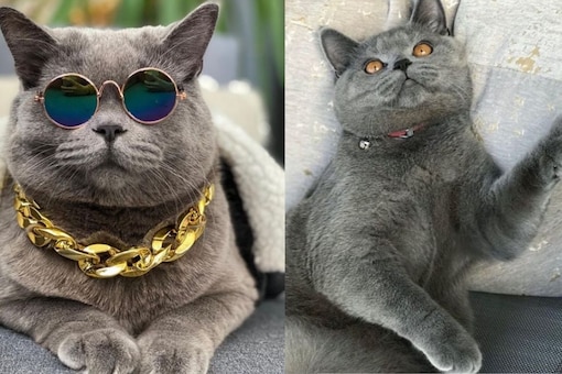 Instagram-famous cat Ponzu.
(Credit: Instagram)
